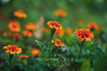 Orange marigold flower agriculture field.