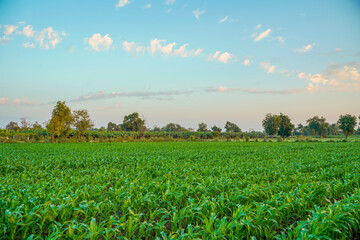 Green sorghum agriculture field with sky background.