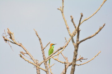 animal, asia, avian, background, beak, beautiful, beauty, bee, bee eater, bird, bird watching, birds, birdwatching, blue, branch, closeup, color, colorful, conservation, couple, eater, environment