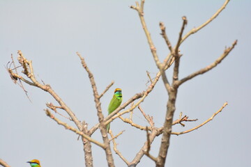 animal, asia, avian, background, beak, beautiful, beauty, bee, bee eater, bird, bird watching, birds, birdwatching, blue, branch, closeup, color, colorful, conservation, couple, eater, environment