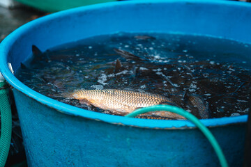 Live carps (Cyprinus carpio) on sale as a traditional Czech Christmas meal in Prague, Czech Republic.