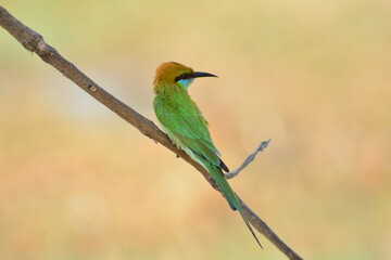 Obraz premium animal, asia, avian, background, beak, beautiful, beauty, bee, bee eater, bird, bird watching, birds, birdwatching, blue, branch, closeup, color, colorful, conservation, couple, eater, environment