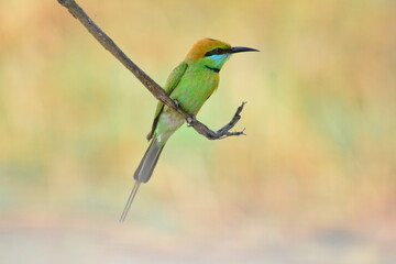 animal, asia, avian, background, beak, beautiful, beauty, bee, bee eater, bird, bird watching, birds, birdwatching, blue, branch, closeup, color, colorful, conservation, couple, eater, environment