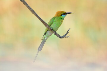 animal, asia, avian, background, beak, beautiful, beauty, bee, bee eater, bird, bird watching, birds, birdwatching, blue, branch, closeup, color, colorful, conservation, couple, eater, environment
