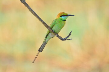 animal, asia, avian, background, beak, beautiful, beauty, bee, bee eater, bird, bird watching, birds, birdwatching, blue, branch, closeup, color, colorful, conservation, couple, eater, environment