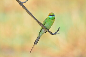 animal, asia, avian, background, beak, beautiful, beauty, bee, bee eater, bird, bird watching, birds, birdwatching, blue, branch, closeup, color, colorful, conservation, couple, eater, environment