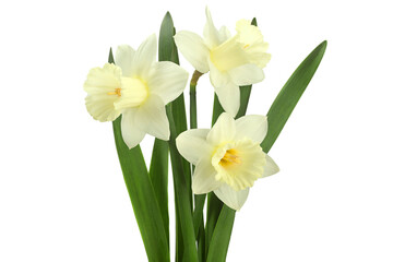 Naklejka na ściany i meble Narcissus flower on white