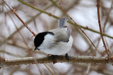 Fototapeta premium 木の枝にとまるハシブトガラ