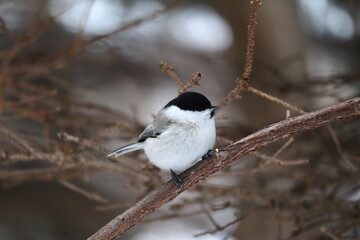 Obraz premium 木の枝にとまるハシブトガラ