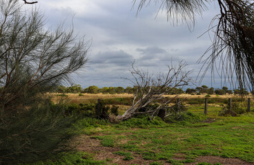 windswept tree in coastal field