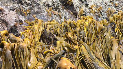 Seaweeds Giant Kelp, Punihuil, Chiloe Island, Chile