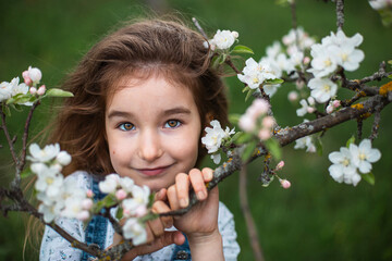 A cute little girl of 5 years old in a blooming white apple orchard in spring. Springtime, orchard, flowering, allergy, spring fragrance, tenderness, caring for nature