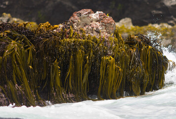 Seaweeds Giant Kelp, Punihuil, Chiloe Island, Chile