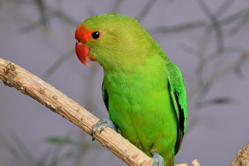 Porträt eines Tarantapapagei Männchens (Agapornis taranta) in der Voliere.