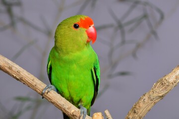 Ein Tarantapapagei Männchen (Agapornis taranta) in der Voliere.
