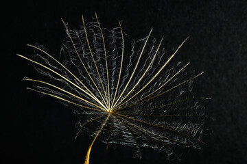 Einzelner Samen einer Pusteblume, Makroaufnahme, schwarzer Hintergrund, horizontal