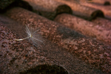 Einzelner Samen einer Pusteblume auf dem Hausdach liegend, horizontal
