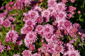 Floral background with pink chrysanthemums