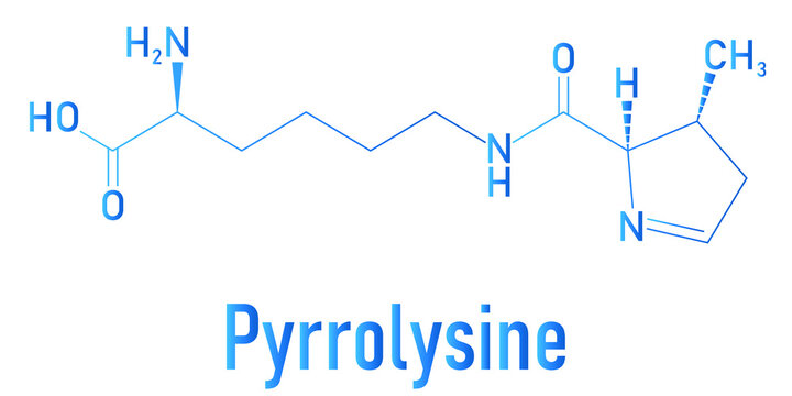 Pyrrolysine or l-pyrrolysine, Pyl, O amino acid molecule. Skeletal formula.