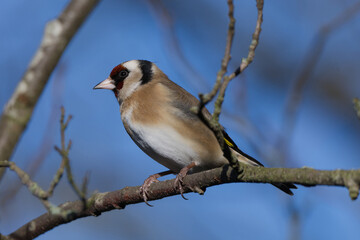 Portrait of a goldfinch perched on a branch