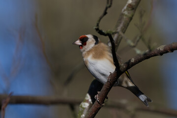 Portrait of a goldfinch perched on a branch