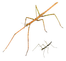 Walking sticks. Asian walking stick (Phasmina insect). Development stages. Imago and nympha....