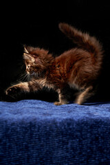 Maine coon's kitten is playing on dark background.