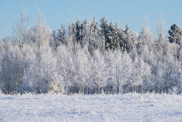 Winter landscape with snowy field and white frosty forest.