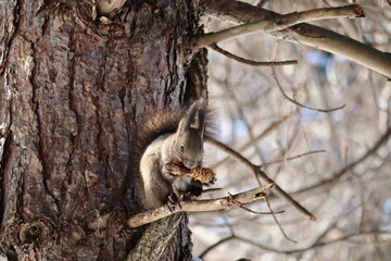松ぼっくりを食べる冬のエゾリス