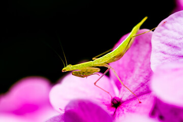 Green Mantis on top of flower in Sydney