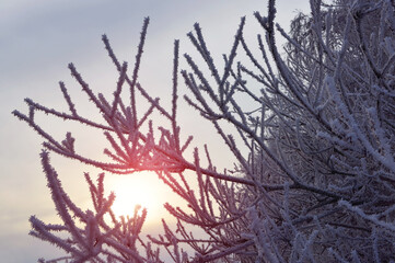 Hoarfrost on the branches of the tree. Winter nature background.