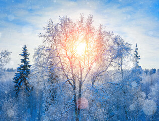 Winter landscape. Frosty forest. Landscape with  frosty crown of birch tree in the rays of the setting sun.