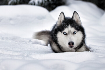 Husky dog lying in the snow on snowdrift, front view.