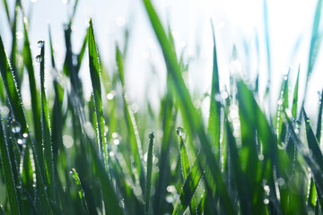 Fresh drops water on blades of the grass in the meadow. Morning dew at sunrise close up. Spring or Summer nature background.
