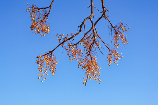 Autumn. Branch of Chinaberry trees ( Melia azedarach )  with yellow clusters of fruit against blue sky
