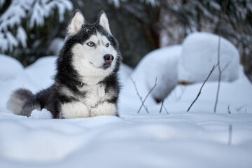 Husky dog lying in the snow on snowdrift.