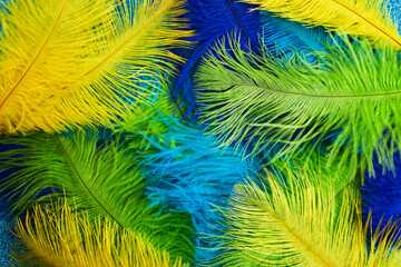 Brazilian background from feathers in the Brazilian ethnic color. Rio carnival, mardi gras...
