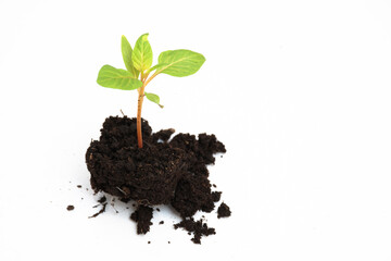 A Cockscomb flower sprout in the scattered soil is on a white background.