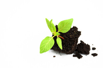 A young plant in the scattered soil tilts forward on a white background.