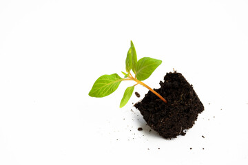 A young plant in the soil slants to the left-hand side on a white background.