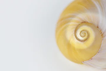 Poster Close up sea shell on white background, focus on spiral © The World Traveller