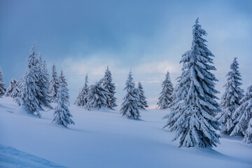 Fototapeta na wymiar Spruce tree forest covered by snow in winter landscape.