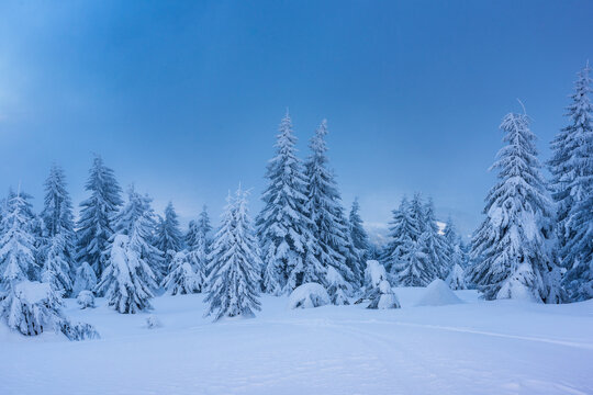 Spruce tree forest covered by snow in winter landscape. © krstrbrt