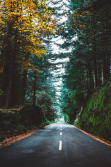 Fototapeta premium road in the woods