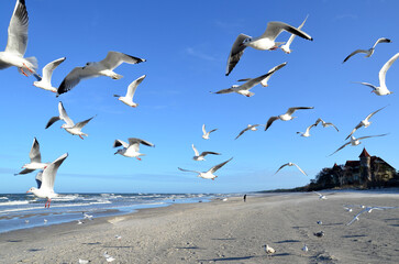 seagulls over  the baltic  beach in sunny day