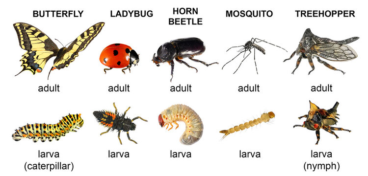 Butterfly, ladybug, horn beetle, mosquito, treehopper. Adult insects and their larvae. Isolated on a white background 