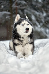 Siberian Husky dog black and white colour with blue eyes in winter forest.