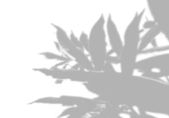 Summer background shadows from peony leaves on a white wall. White and black background to overlay on the mockup