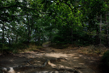 stream in the forest