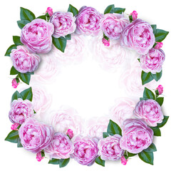 Fototapeta na wymiar Pink Rose flowers Square frame. For wedding romantic postcard, valentine design, greeting card, photo frame, invitation, ad or posters